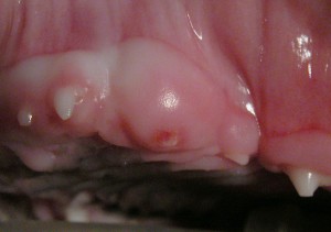 Fractured Deciduous Canine Tooth